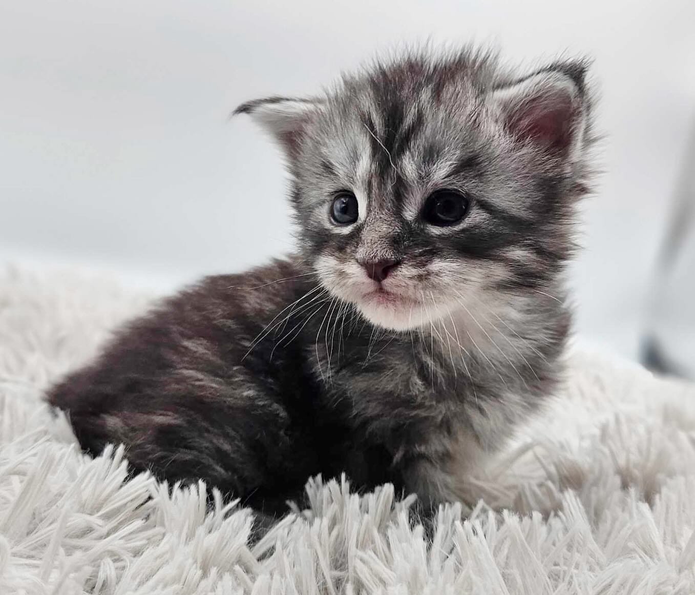 Home 18 Rehoming Maine Coon kittens near me