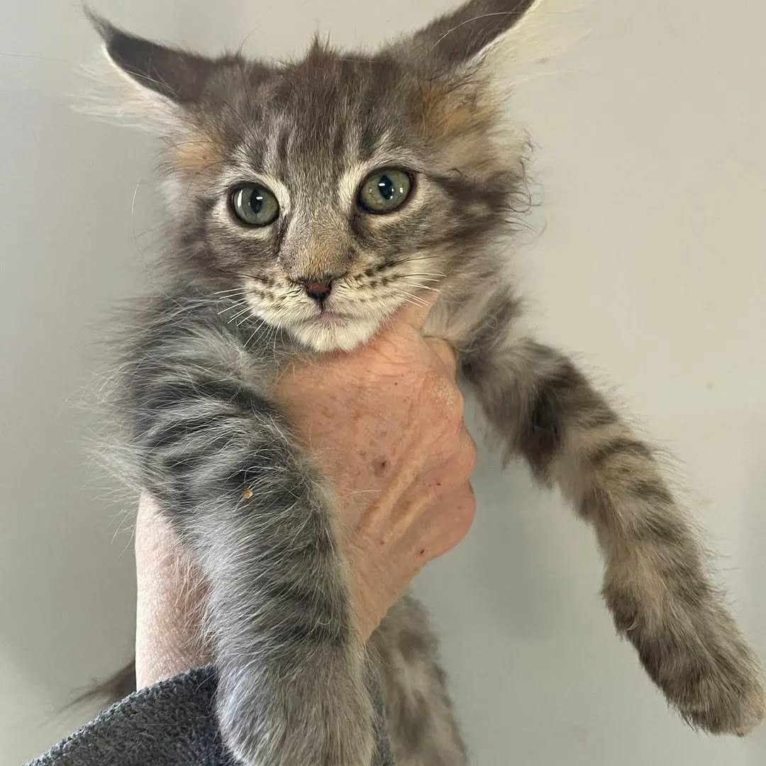 Home 16 Maine Coon cats breeders