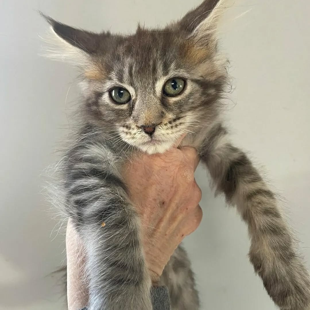 Home 15 Healthy Maine Coon Kittens