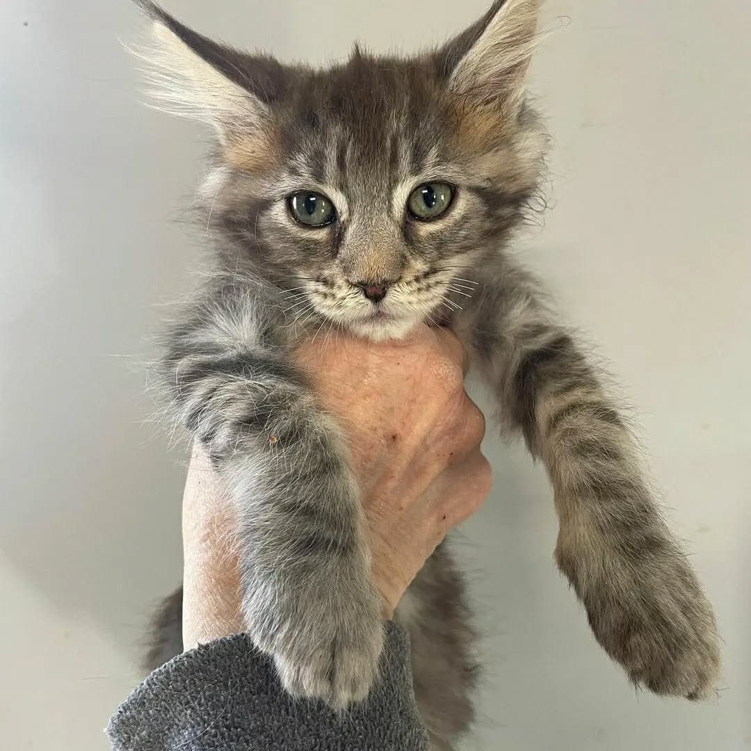 Home 14 IMG 20250703 WA0314