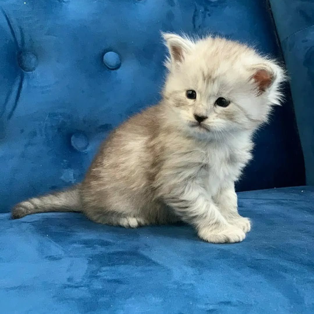 Home 4 maine coon kittens available for sale