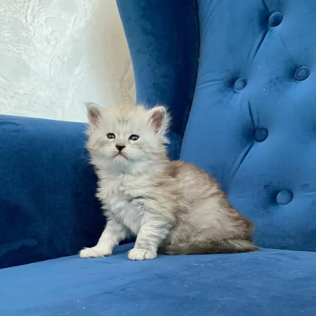 Home 5 Purebred Maine Coon kittens