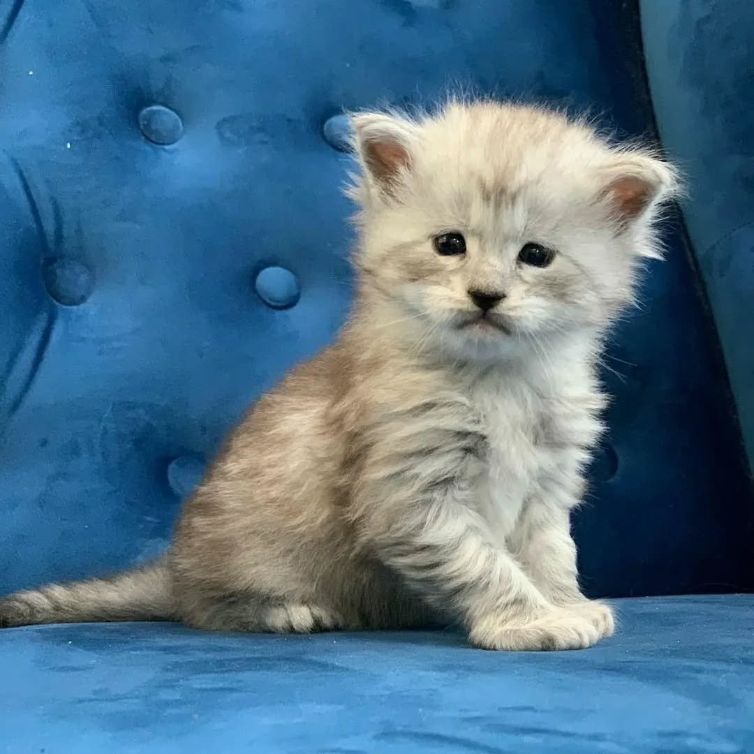 Home 2 Maine Coon Kitten Adoption