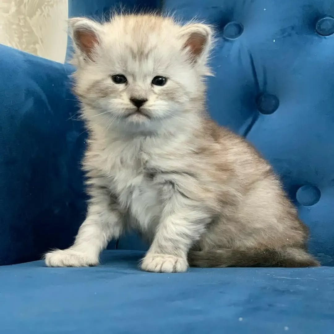 Home 3 Maine Coon Kittens for Sale Near Me