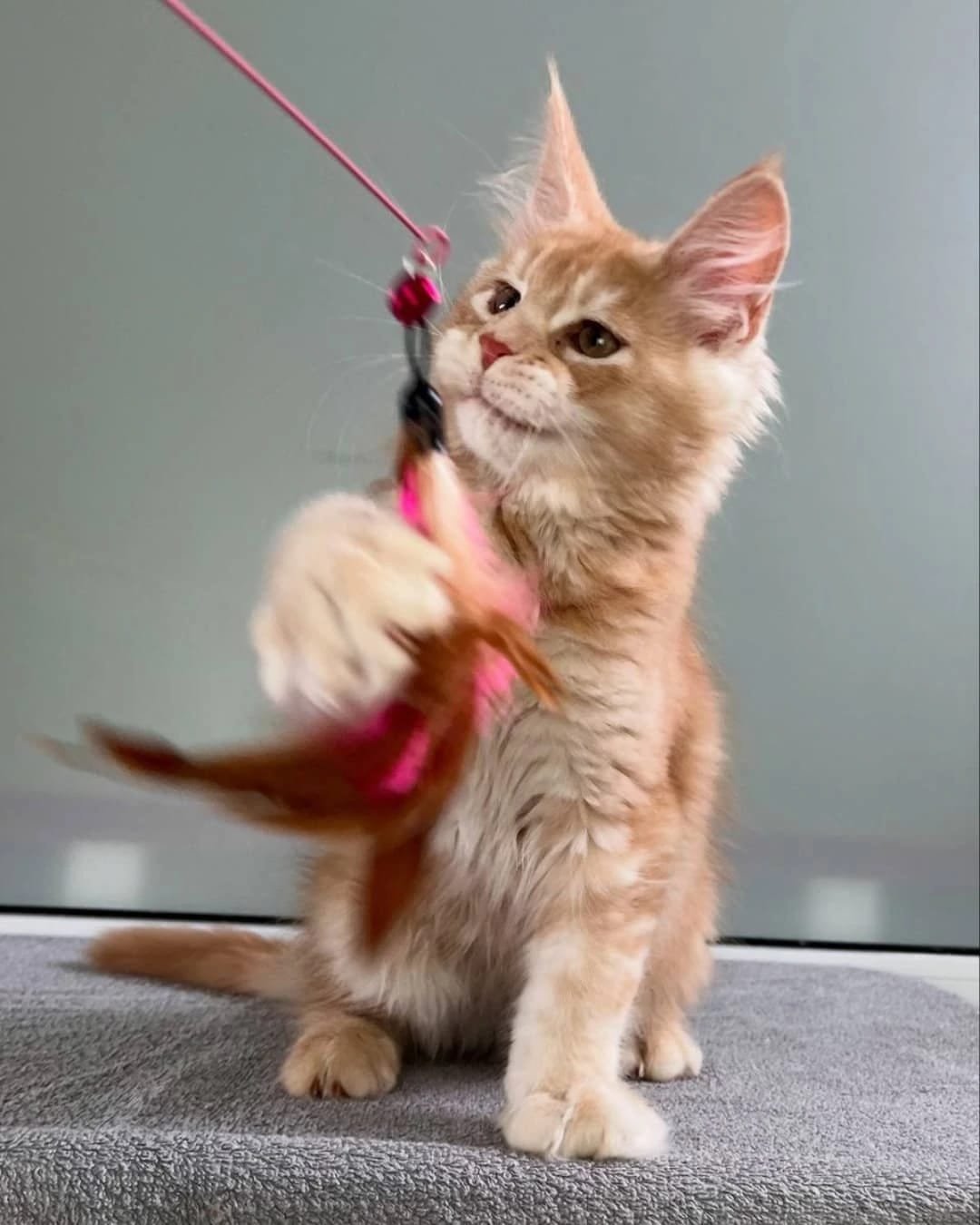 Home 11 Maine Coon Cats for Sale