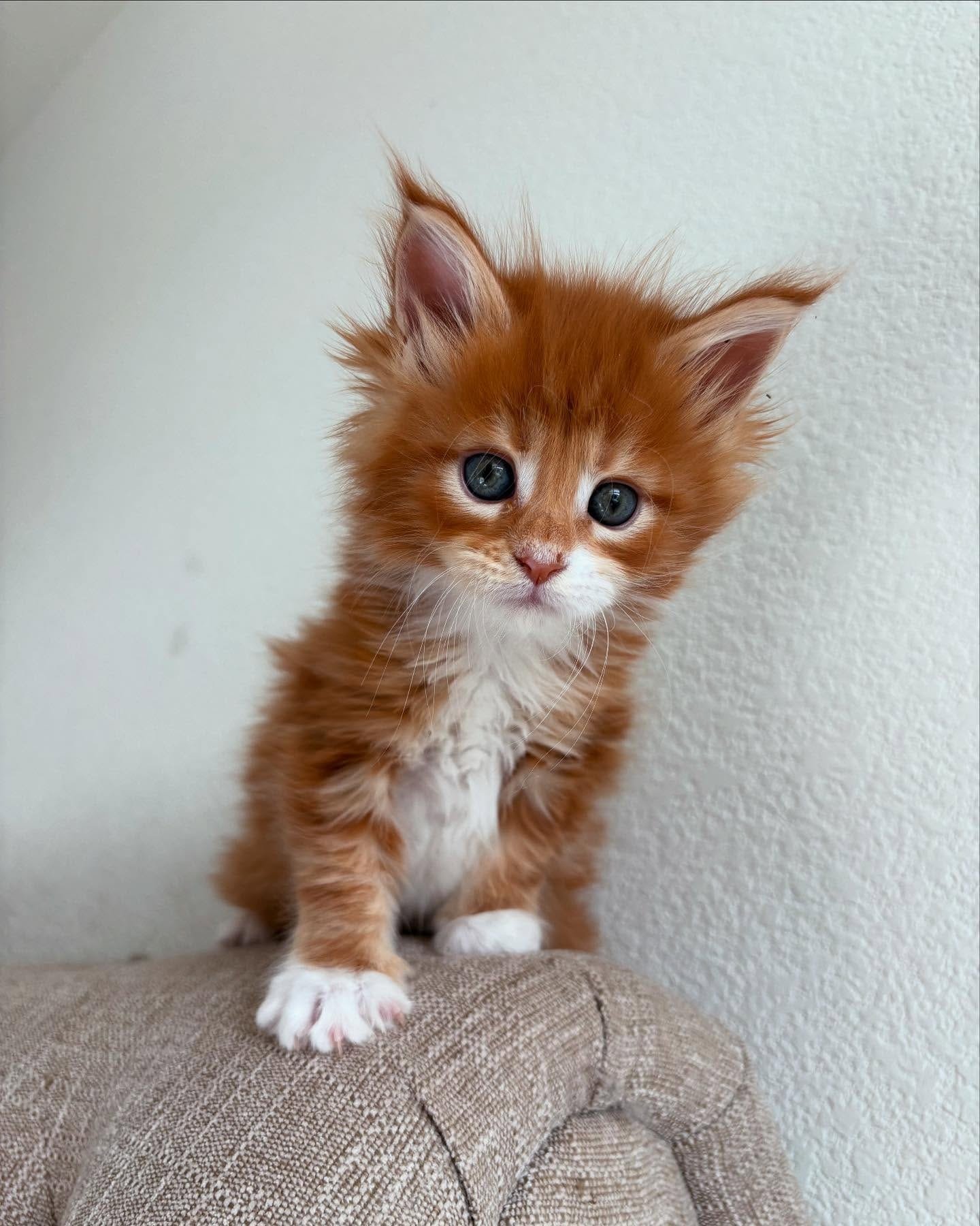 Home 29 IMG 20250703 WA0323