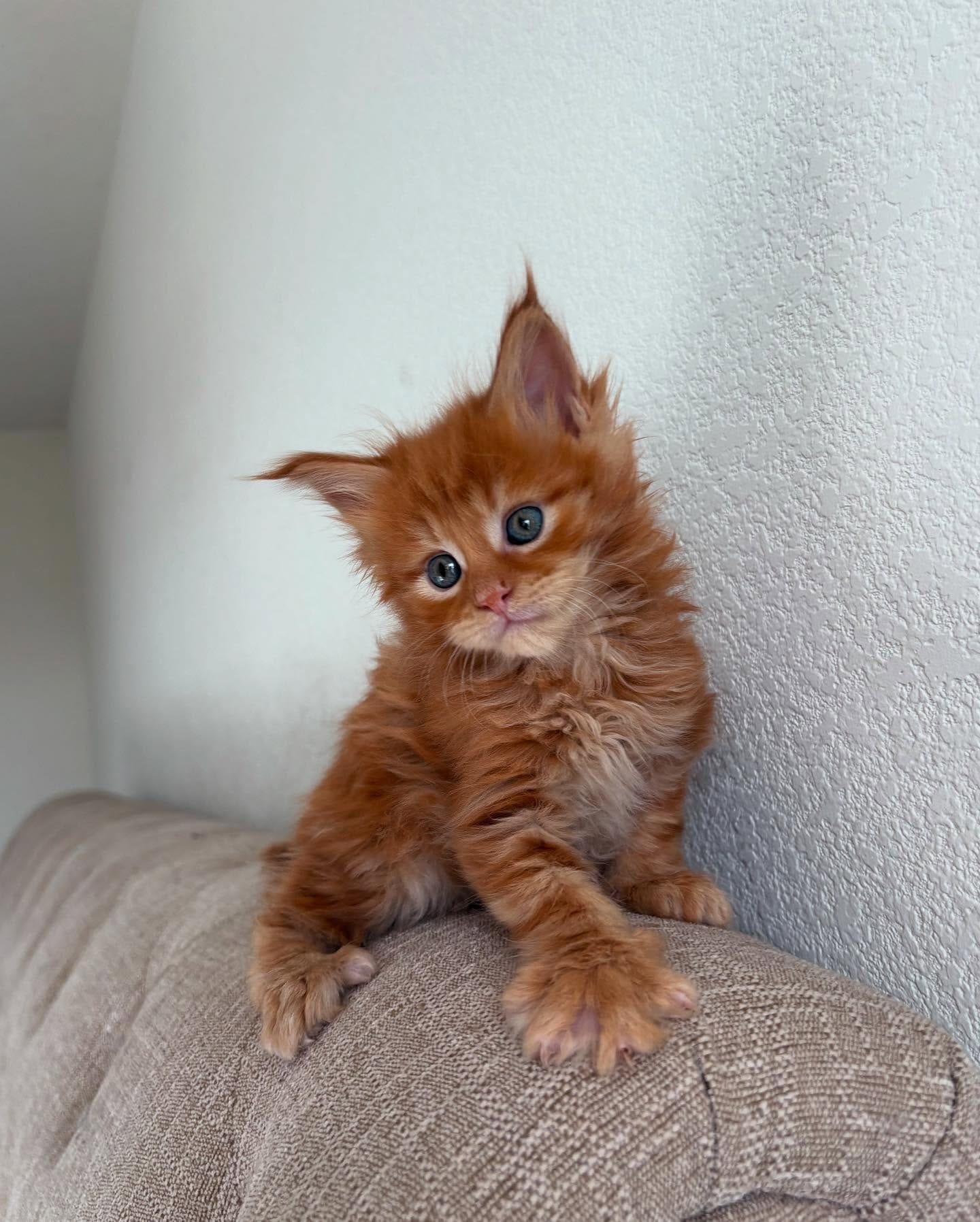 Home 31 IMG 20250703 WA0326